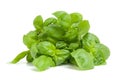 Fresh basil plant Royalty Free Stock Photo