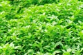 Fresh basil plant Royalty Free Stock Photo