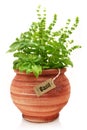 Fresh basil plant Royalty Free Stock Photo