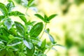 Fresh basil plant Royalty Free Stock Photo