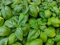 Fresh Basil plant. Green leafs natural background