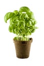 Fresh basil plant isolated on white Royalty Free Stock Photo