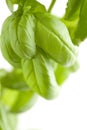 Fresh Basil Plant Leaves Abstract Royalty Free Stock Photo