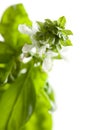 Fresh Basil Plant Leaves and Sprout Abstract Royalty Free Stock Photo