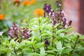 Fresh basil plant tree on nature background / Green leaf and purple basil flower vegetable and herb plant in thai asian Royalty Free Stock Photo