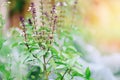 Fresh basil plant tree on nature background - Green leaf and purple basil flower vegetable and herb plant in thai asian Royalty Free Stock Photo