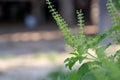 Fresh basil plant tree on nature background - Green leaf and purple basil flower vegetable and herb plant in thai asian. Fresh Royalty Free Stock Photo