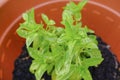 fresh basil in a pot close-up. close up of a bunch of basil Aromatic herbs. Cuisine. Gardening, city gardening Royalty Free Stock Photo