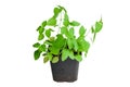 Green potted plant basil isolated on white background. Green basil herb growing in pot Royalty Free Stock Photo