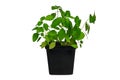 Fresh basil in pot isolated on white background. Fresh green young foliage of basil Royalty Free Stock Photo