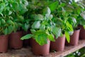 Fresh basil for sale on farmer& x27;s market. Agriculture background. Close-up. Top view Royalty Free Stock Photo