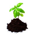 Fresh Basil Seedling in Rich Soil Isolated on White Royalty Free Stock Photo