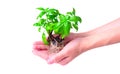 Fresh Basil Seedlings with Dense Roots in Hands Royalty Free Stock Photo