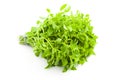 Fresh Basil / spice herb on white background Royalty Free Stock Photo