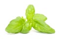 Fresh basil sprig Royalty Free Stock Photo