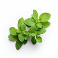 Fresh Basil Sprig Isolated On White Background - Top View Royalty Free Stock Photo