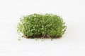 Fresh basil sprouts on linen mat on white wood with copy space. Basil sprouter, microgreen Royalty Free Stock Photo