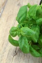 Fresh basil stalk Royalty Free Stock Photo