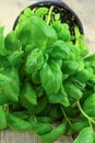 Fresh basil stalk Royalty Free Stock Photo