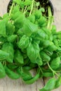 Fresh basil stalk Royalty Free Stock Photo