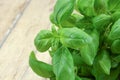 Fresh basil stalk Royalty Free Stock Photo