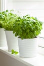 Fresh basil thyme herb in a pot on window