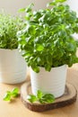 Fresh basil thyme herbs in pots