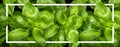 Fresh basilic leaves with white rectangular frame, flat lay Royalty Free Stock Photo