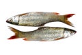 Fresh bass fish Royalty Free Stock Photo