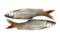 Fresh bass fish Royalty Free Stock Photo