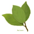 Fresh Bay Leaves Herb