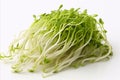 Fresh bean sprouts on clean white background for eye catching advertisements and packaging designs Royalty Free Stock Photo