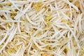 fresh bean sprouts for pattern Royalty Free Stock Photo