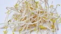 Fresh bean sprouts or Tauge isolated on a white background. Royalty Free Stock Photo