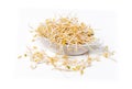 Fresh bean sprouts in white dish isolated on white background Royalty Free Stock Photo