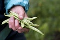 Fresh beans Royalty Free Stock Photo