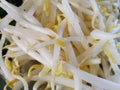 fresh beansprout for cooking Royalty Free Stock Photo