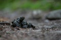 Fresh Bear Scat On Trail Royalty Free Stock Photo