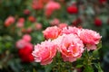 Fresh beautiful blooming bunch of pink orange rose on blurred red roses and green leaves garden background on sunshine day Royalty Free Stock Photo