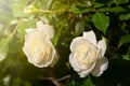 Fresh beautiful blooming bunch of red roses on blurred sunny shiny glowing background, selective focus