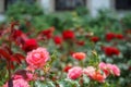 Fresh beautiful blooming pink orange rose on blurred red roses and green leaves garden background on sunshine day, selective focus Royalty Free Stock Photo