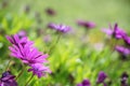 Fresh beautiful blooming purple Aster flower with soft light blurred green leaves garden field background on sunshine day Royalty Free Stock Photo