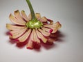 a fresh beautiful blossomed pink zinnia elegans flower