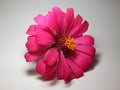 a fresh beautiful blossomed pink zinnia elegans flower