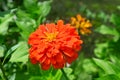 Beautiful blossomed red zinnia elegans flower and green leaves in the garden Royalty Free Stock Photo