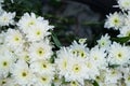 Fresh beautiful bright pure white blooming Chrysanthemums flower foreground with blurred green leaves background Royalty Free Stock Photo