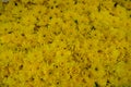 Fresh beautiful bright yellow blooming Chrysanthemums flower background with green pollen selling in local market