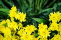 Fresh beautiful bright yellow blooming Chrysanthemums flower foreground with blurred green leaves background selling in market