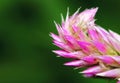 Fresh beautiful cockscomb flower in macro for background