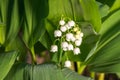 Fresh beautiful Convallaria majalis Lily of the valley in the garden bath in morning golden sunlight in natural springtime close u Royalty Free Stock Photo